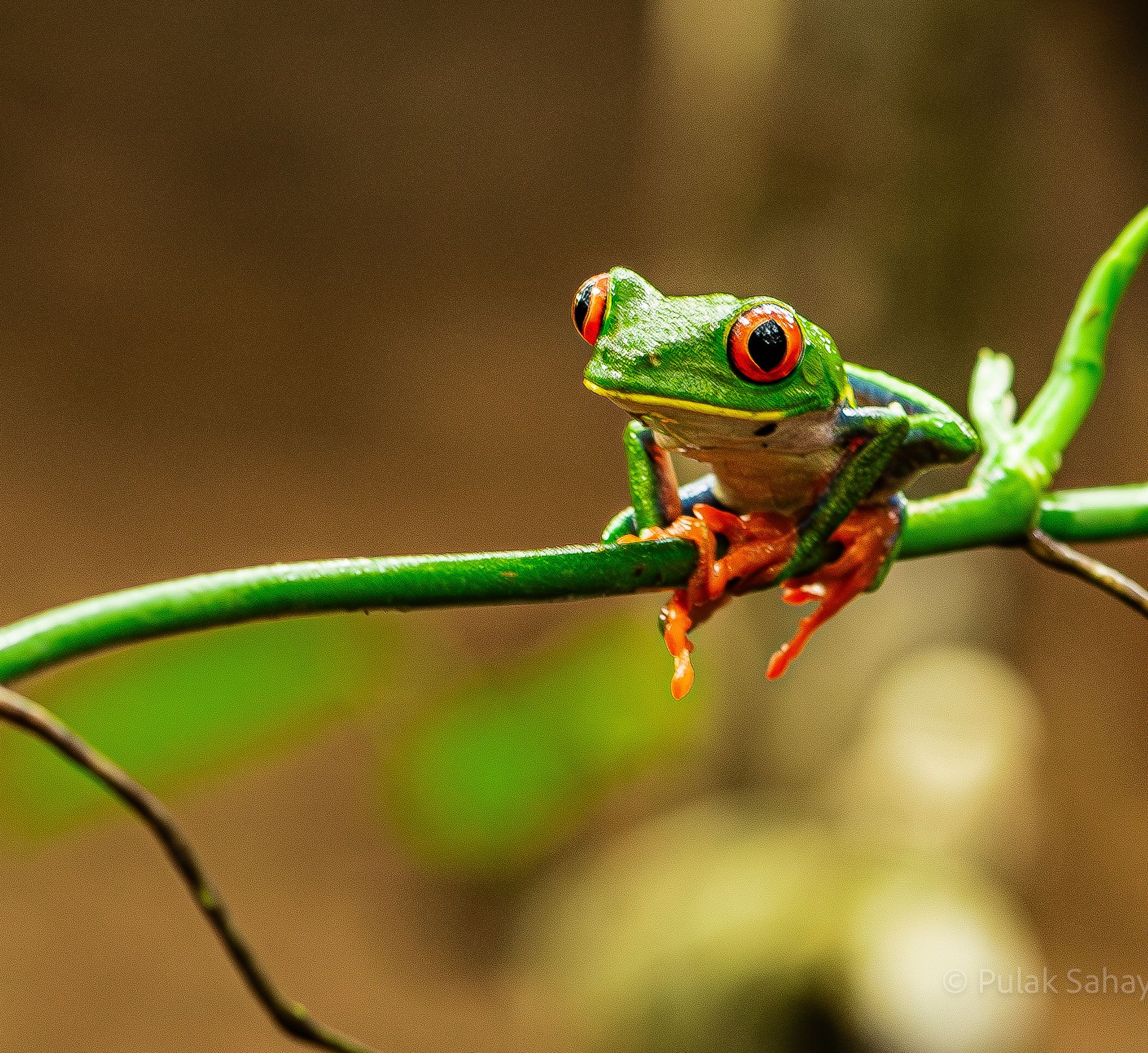 Frog sitting on a twig